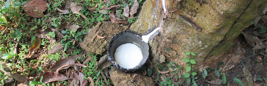 Rubber Tree-Self support – click image for more info